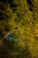 Hanging around to enjoy sunset photo