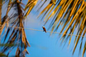 Alone perched on an electric cable photo