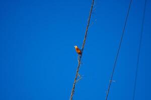 listo para volar foto