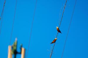 Perch on the Power Line photo