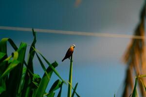 Bird perch on a Leaves photo