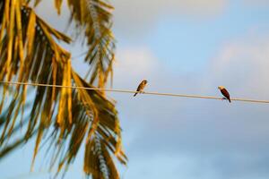 Birds on Power Line photo