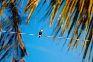 Alone Perched on an Power Libe photo