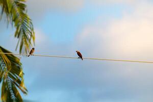 Birds on Power Line photo