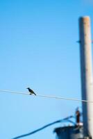 Alone perched on an electric cable photo