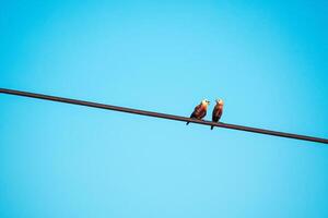 Arguing on Power Line photo