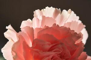 Abstract background with aster flower closeup. photo