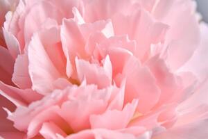 Abstract background with aster flower closeup. photo