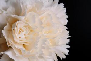 Abstract background with aster flower closeup. photo