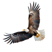 Bald eagle flying on isolated transparent background png