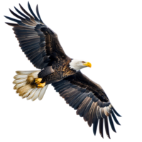 Bald eagle flying on isolated transparent background png