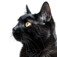 Black cat on isolated transparent background png