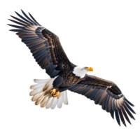 kahl Adler fliegend auf isoliert transparent Hintergrund png