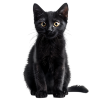 negro gato en aislado transparente antecedentes png