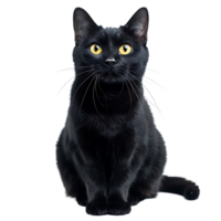 Black cat on isolated transparent background png