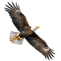 Bald eagle flying on isolated transparent background png