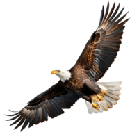 Bald eagle flying on isolated transparent background png