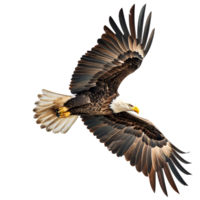 Bald eagle flying on isolated transparent background png