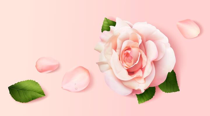 Realistic pink roses and petals on pink background in 3d illustration, top view.