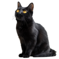 Black cat on isolated transparent background png