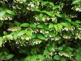 Orange jessamine, Murraya paniculate white flower blooming in garden nature background photo