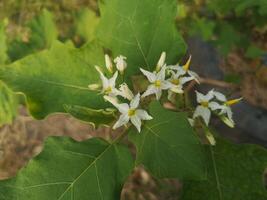 Solanum torvum, Pea Eggplant, plate brush green vegetable tree blooming in garden on nature background photo