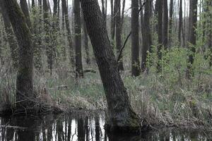 naturaleza antecedentes foto