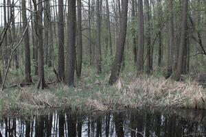 naturaleza antecedentes foto