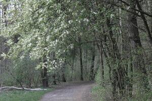 naturaleza antecedentes foto