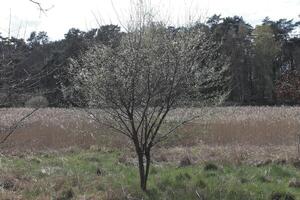 naturaleza antecedentes foto