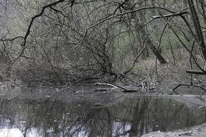 naturaleza antecedentes foto