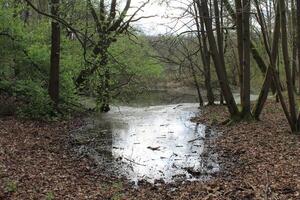 naturaleza antecedentes foto