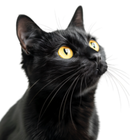 svart katt på isolerat transparent bakgrund png