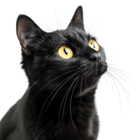 Black cat on isolated transparent background png