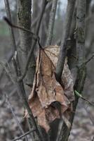 naturaleza antecedentes foto