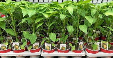 Chili pepper seedlings in pots at the garden center. Growing seedlings of different vegetables at plant nursery for sale. photo