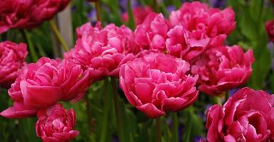primavera flores bandera. rosado floración tulipanes en campo. rosado pétalos y verde hojas de floreciente flores saludo tarjeta bandera, de la madre día tarjeta, De las mujeres día, cumpleaños, Pascua de Resurrección. botánico selección foto