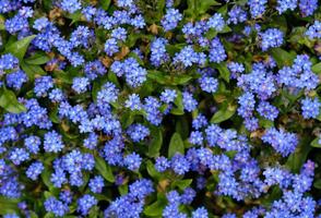 Floral background of small blue forget-me-nots flowers. Glade of blue flowers. Meadow flower forget-me-nots. Greeting card banner, mother's day card, women's day, birthday, easter. Botanical selection photo