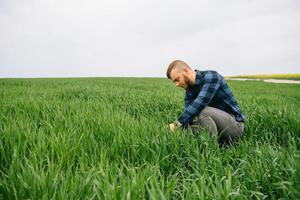 Agronomist with green wheat in hands. Field of wheat on background. photo