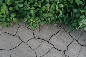 background with cracked soil and soybean field. Drought in agriculture. top view of drought in soy field with cracked soil photo