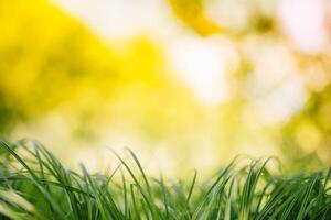 primavera o verano y resumen naturaleza antecedentes con césped campo. antecedentes con verde césped campo y bokeh ligero. verano antecedentes. foto