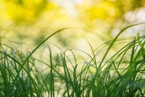 primavera o verano y resumen naturaleza antecedentes con césped campo. antecedentes con verde césped campo y bokeh ligero. verano antecedentes. foto