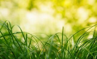 primavera o verano y resumen naturaleza antecedentes con césped campo. antecedentes con verde césped campo y bokeh ligero. verano antecedentes. foto