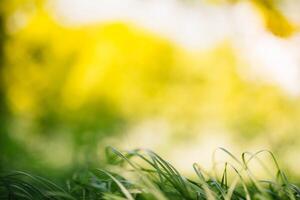 Spring or summer and abstract nature background with grass field. Background with green grass field and bokeh light. summer background. photo