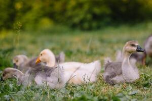 Little goslings walking in the grass between daisy flowers. photo