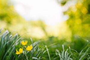 Spring or summer and abstract nature background with grass field. Background with green grass field and bokeh light. summer background. photo