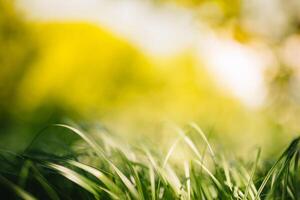 primavera o verano y resumen naturaleza antecedentes con césped campo. antecedentes con verde césped campo y bokeh ligero. verano antecedentes. foto