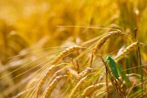 verde langostas devorando un grande cebada. insecto parásito. parásito concepto en agricultura. foto