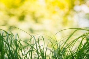 primavera o verano y resumen naturaleza antecedentes con césped campo. antecedentes con verde césped campo y bokeh ligero. verano antecedentes. foto