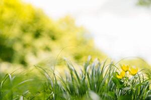 primavera o verano y resumen naturaleza antecedentes con césped campo. antecedentes con verde césped campo y bokeh ligero. verano antecedentes. foto